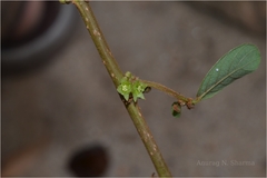 Bridelia stipularis